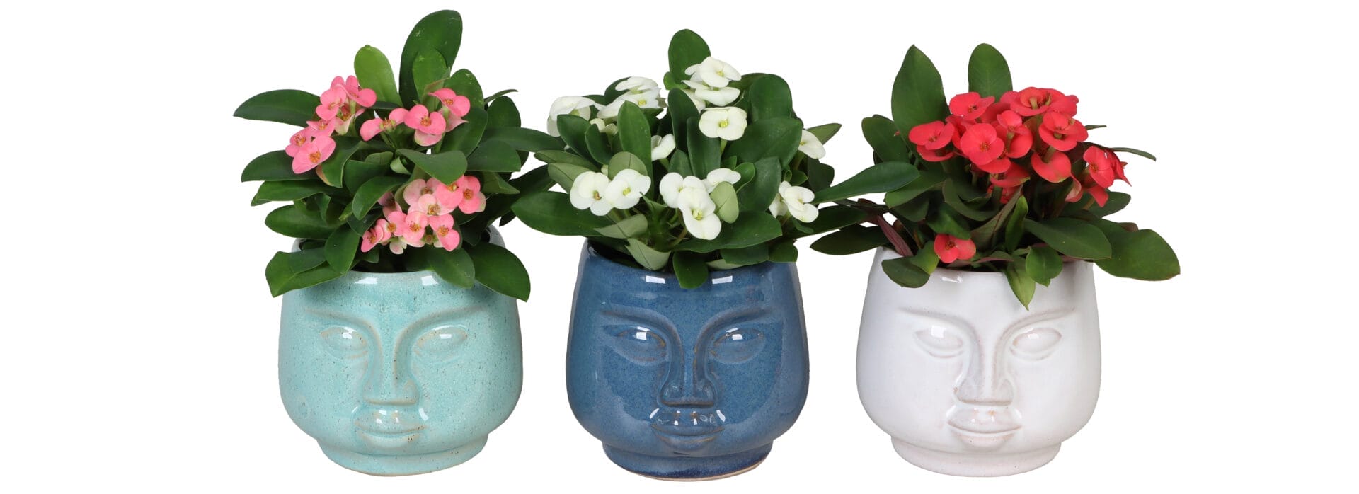 Euphorbia Milii MIX