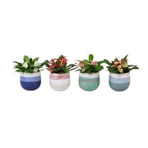 Euphorbia Milii MIX