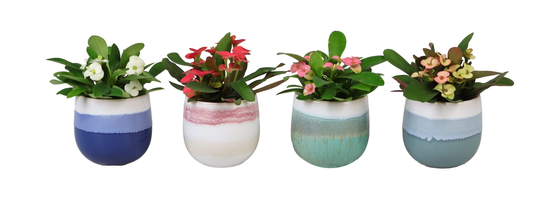 Euphorbia Milii MIX