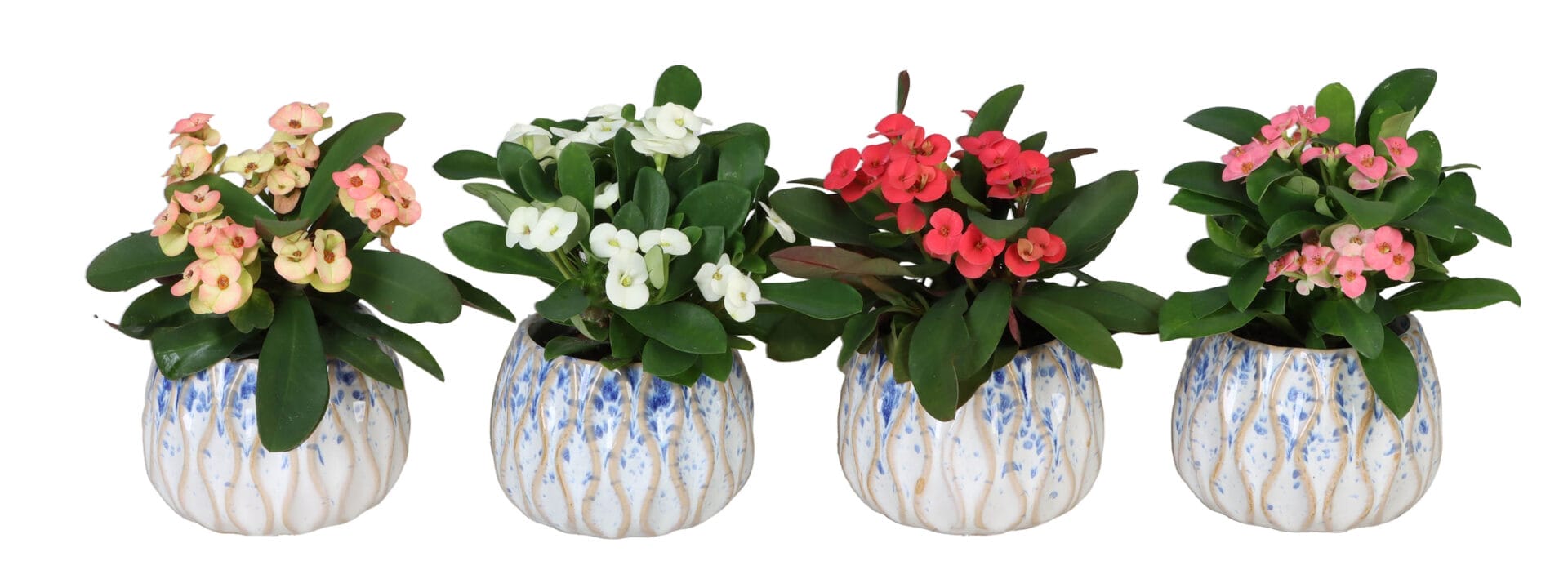 Euphorbia Milii MIX