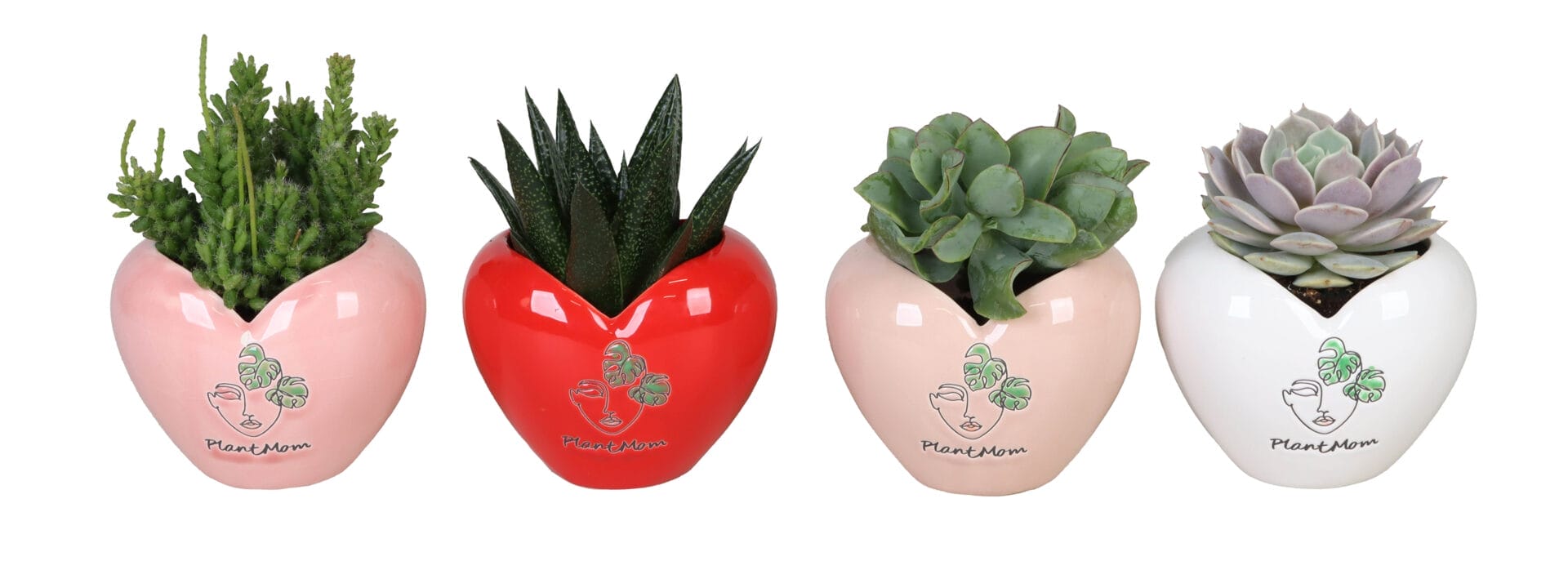 Succulent MIX