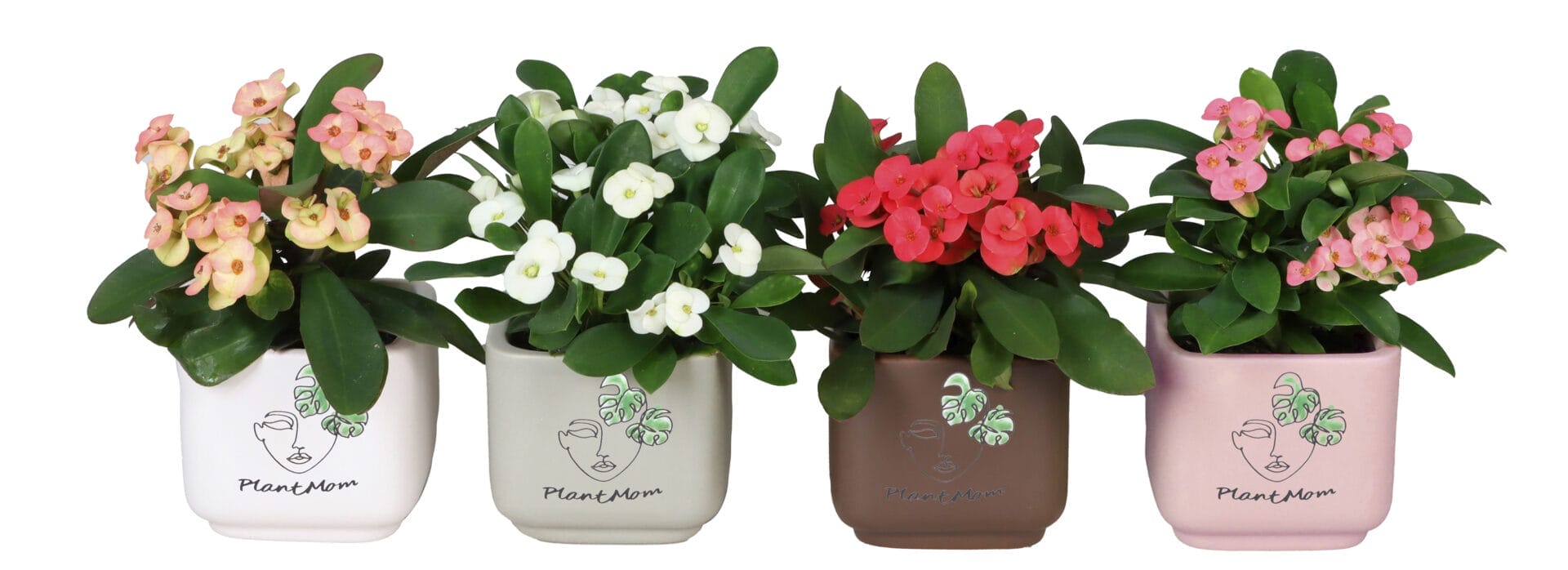 Euphorbia Milii MIX