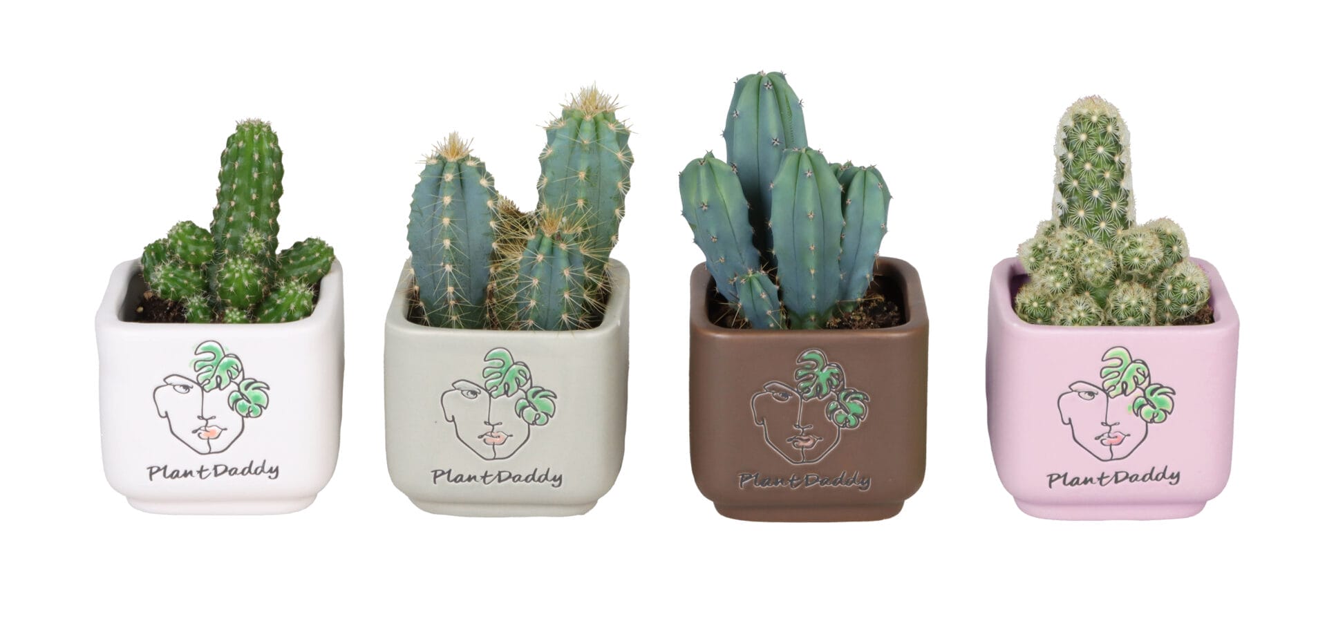 Cactaceae MIX