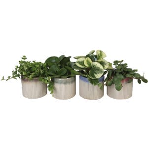 Peperomia MIX