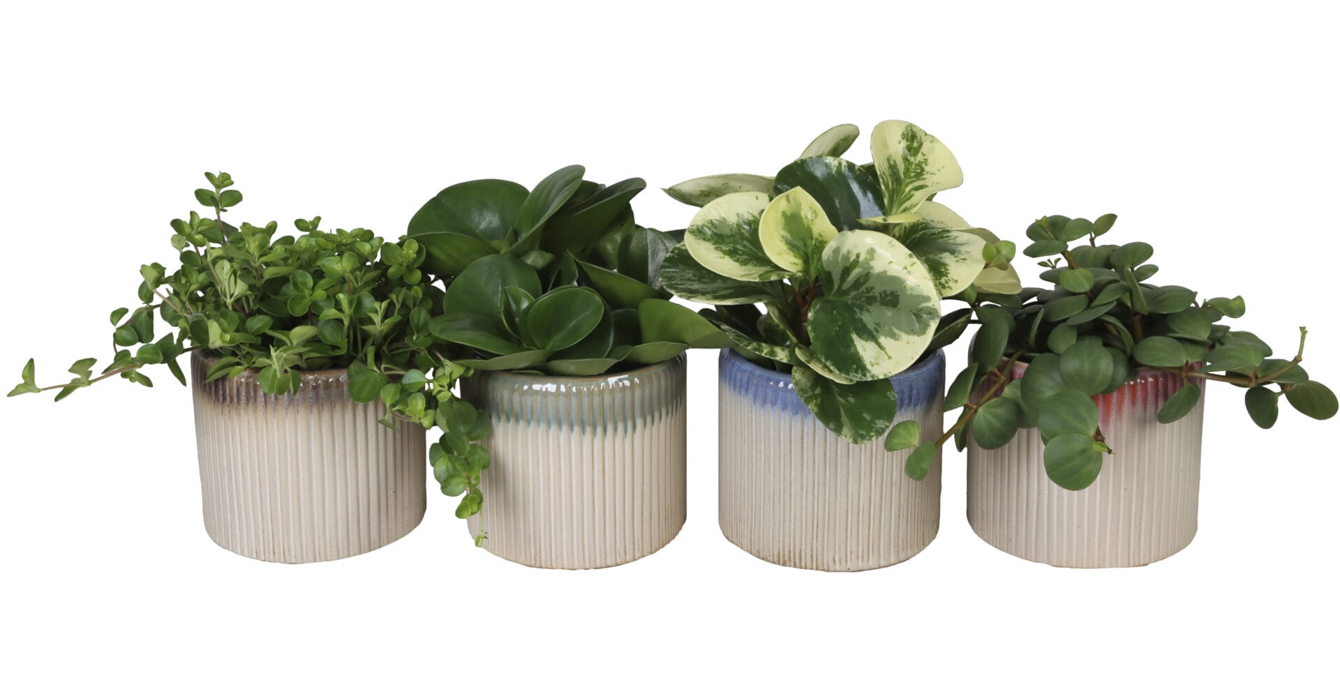 Peperomia MIX
