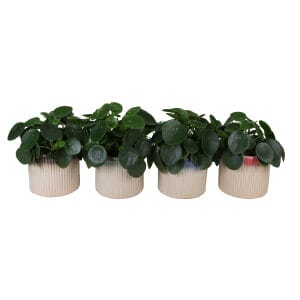 Pilea Peperomioides