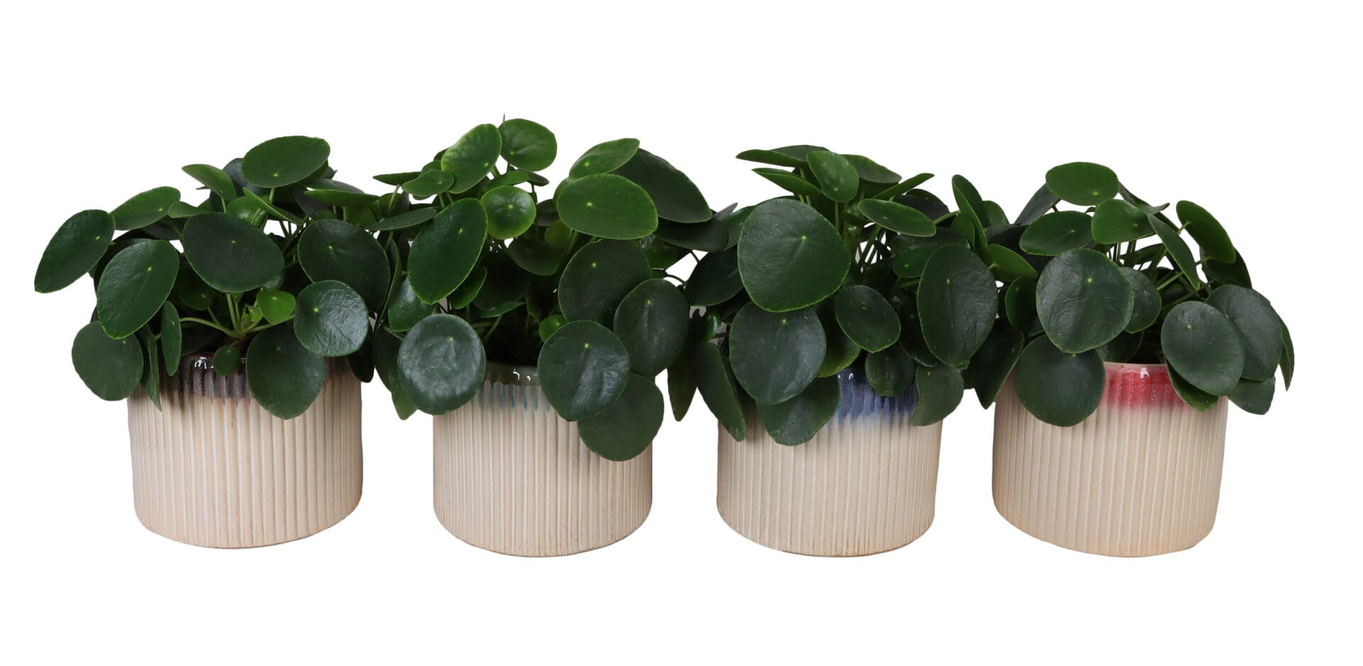Pilea Peperomioides