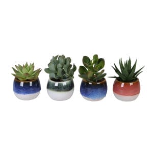Succulent MIX