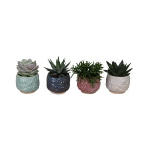 Succulent MIX