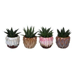 Haworthia MIX