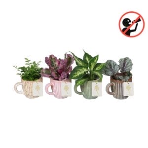 L 67186 avec Green MIX 6 cm