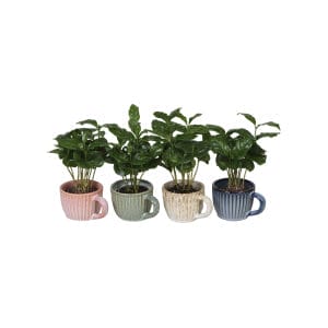 Coffea Arabica