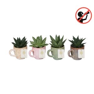 L 67188 avec Haworthia MIX 6 cm