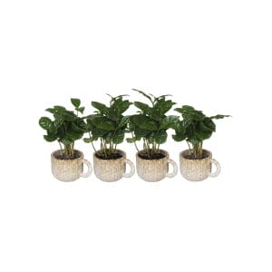 Coffea Arabica