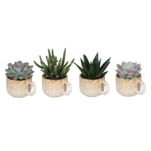 Succulent MIX