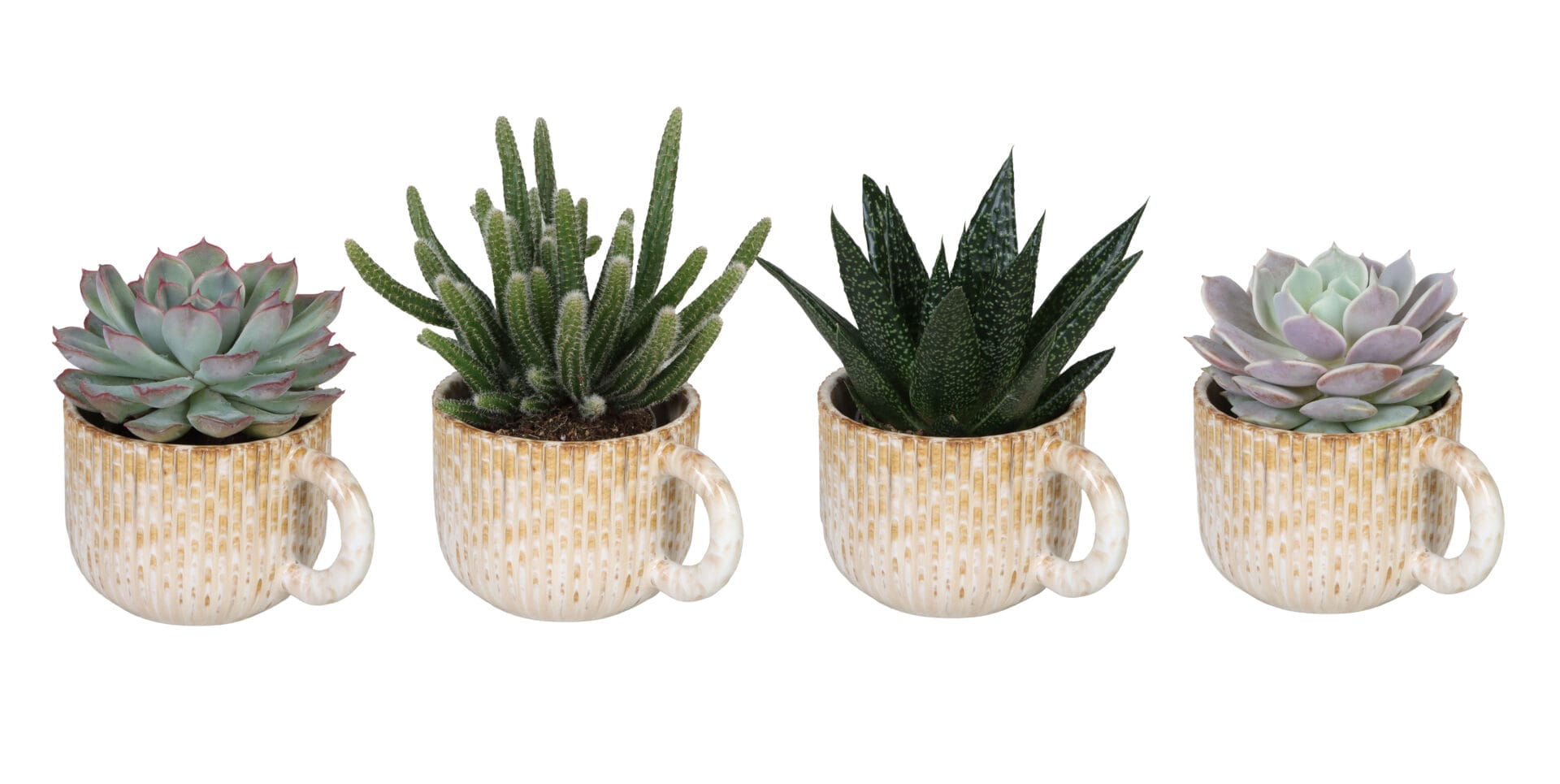 Succulent MIX