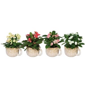 Euphorbia Milii MIX