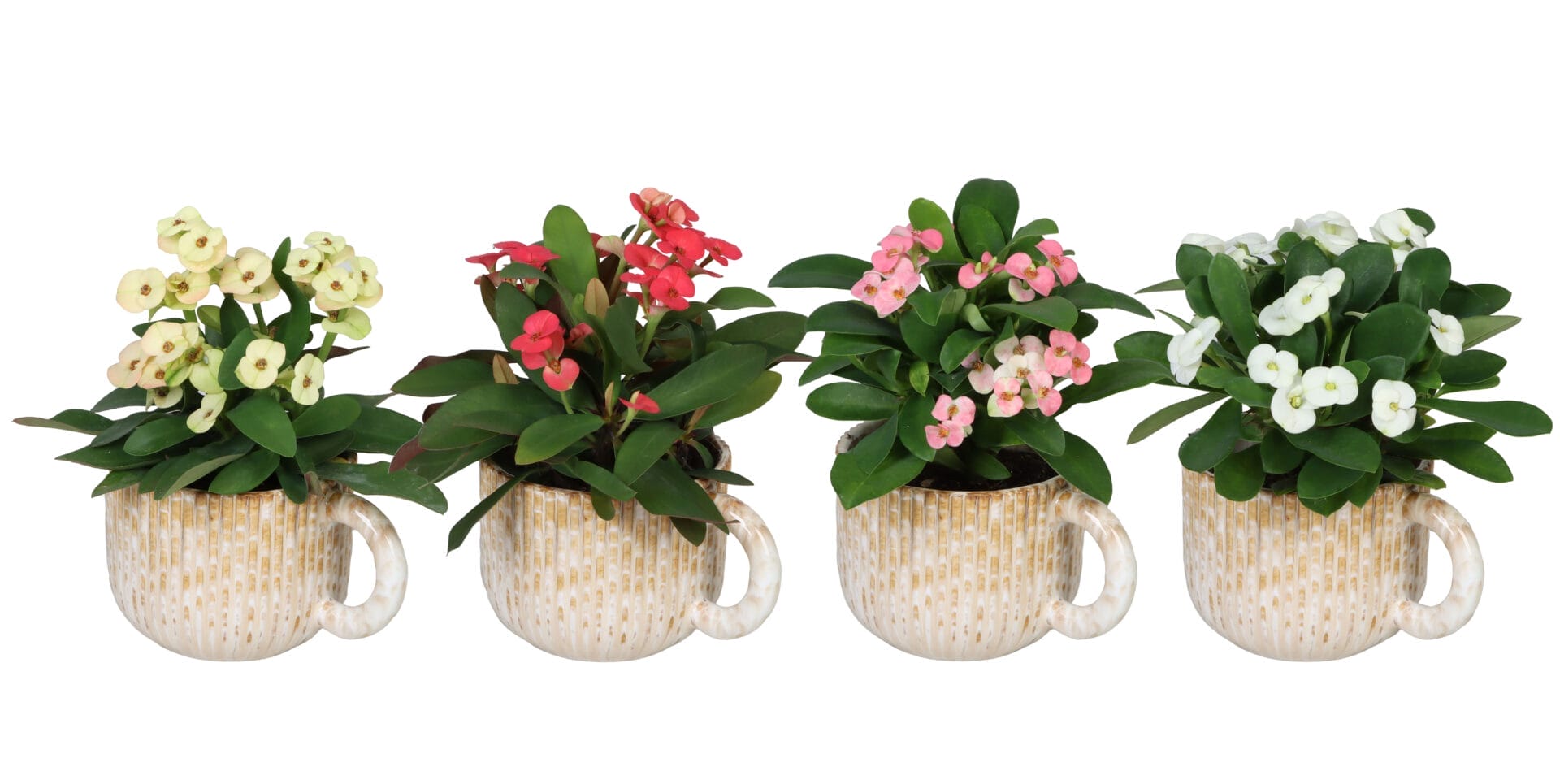 Euphorbia Milii MIX