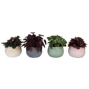 Peperomia MIX