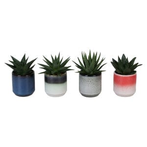 Haworthia MIX