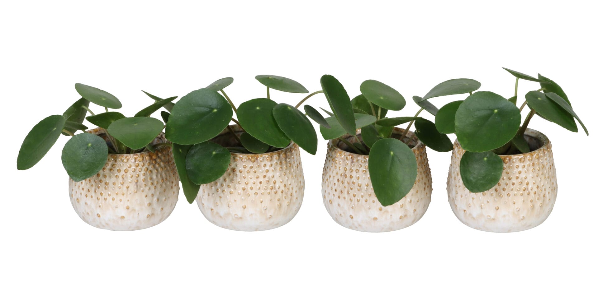 Pilea Peperomioides