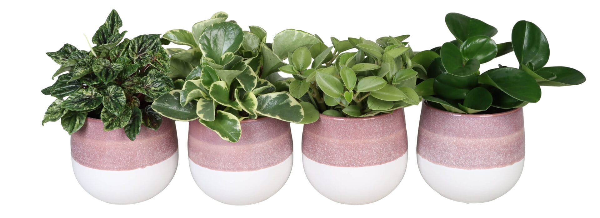 Peperomia MIX