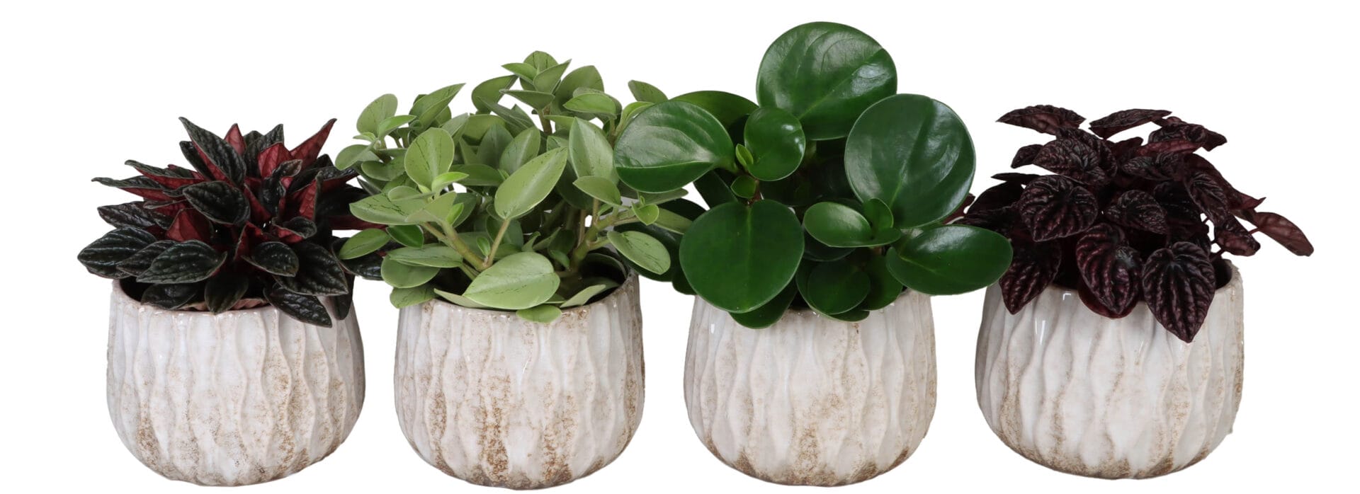 Peperomia MIX