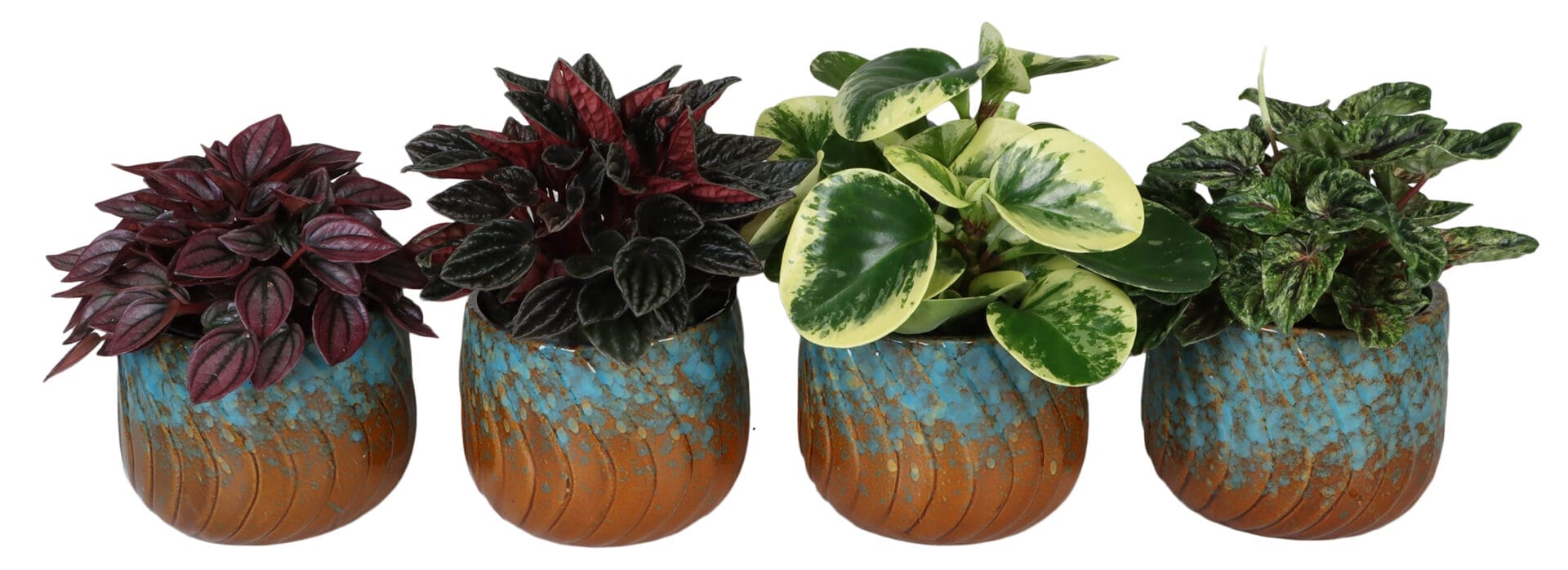 Peperomia MIX