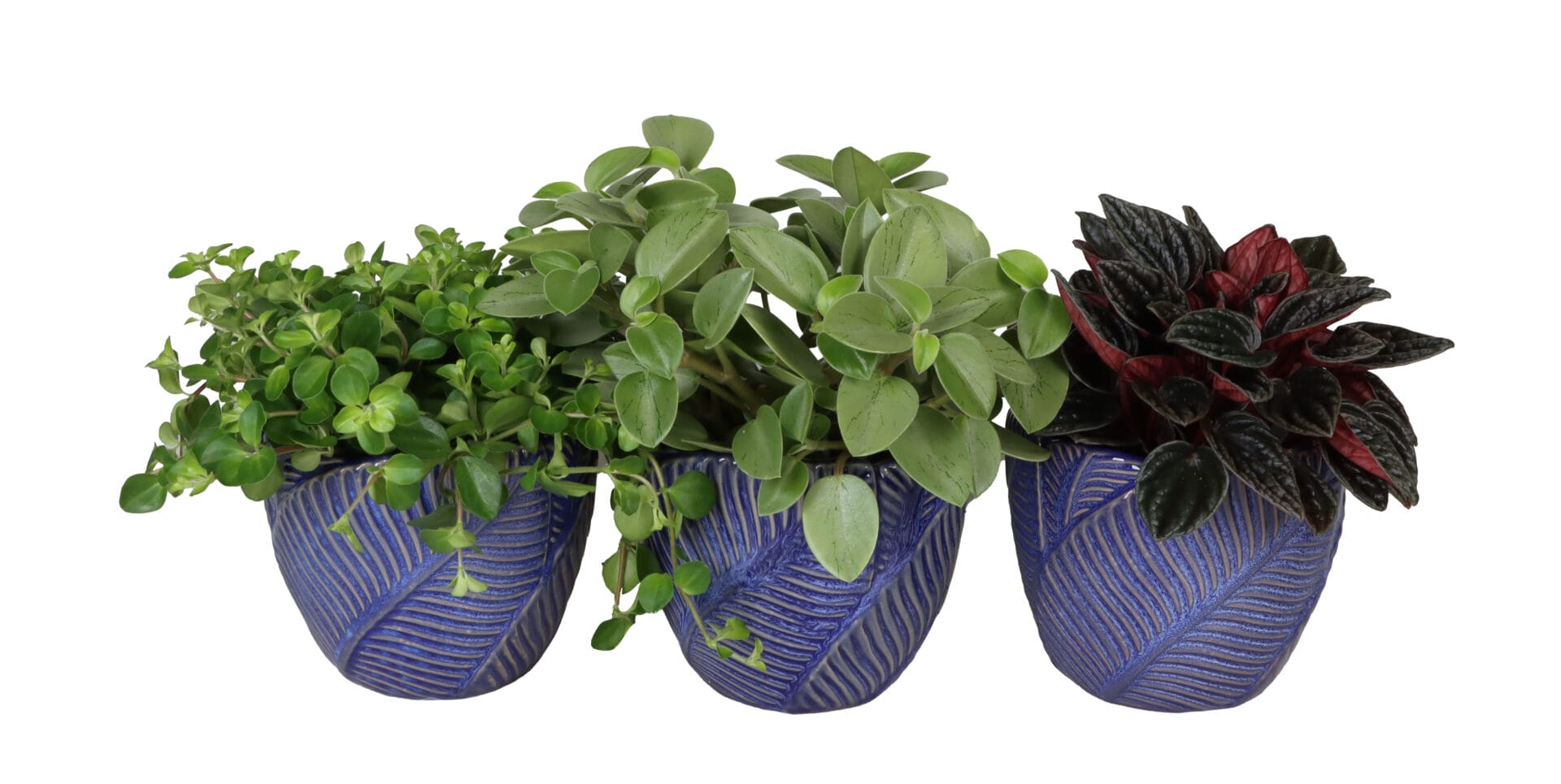 Peperomia MIX
