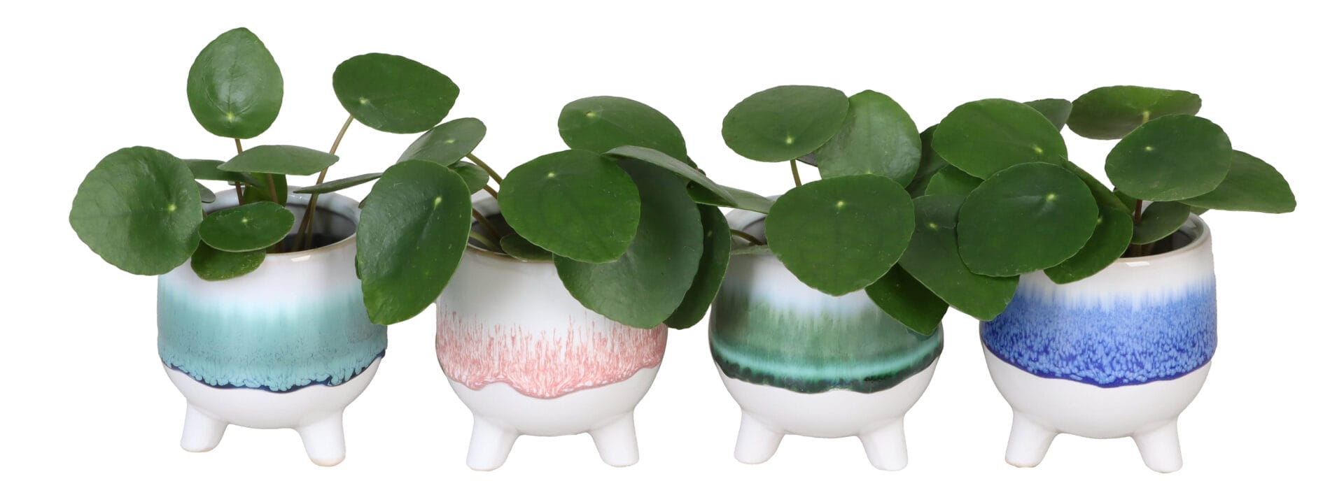 Pilea Peperomioides
