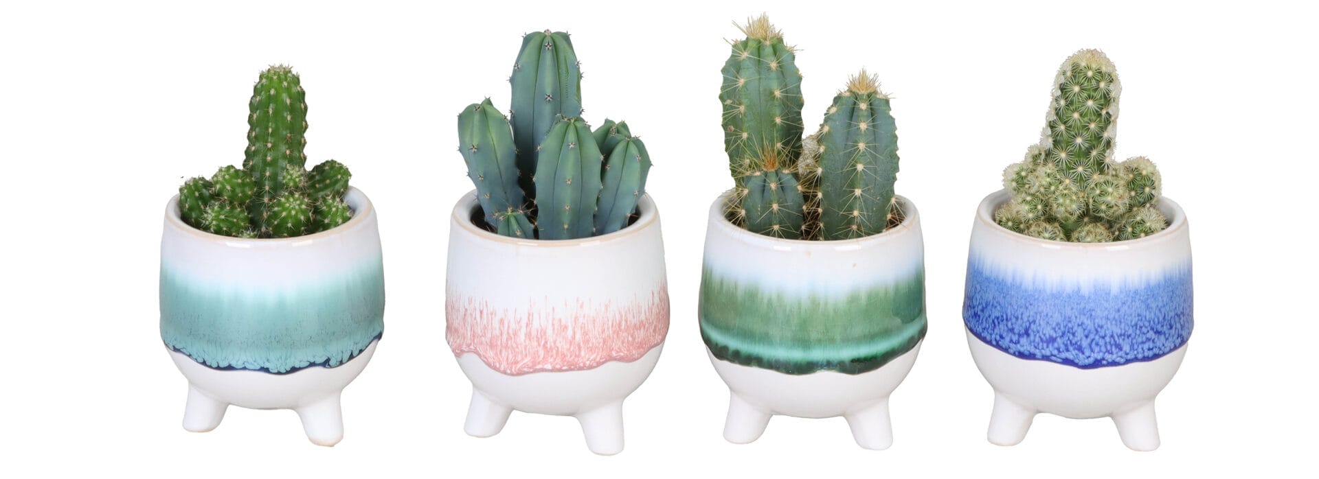 Cactaceae MIX