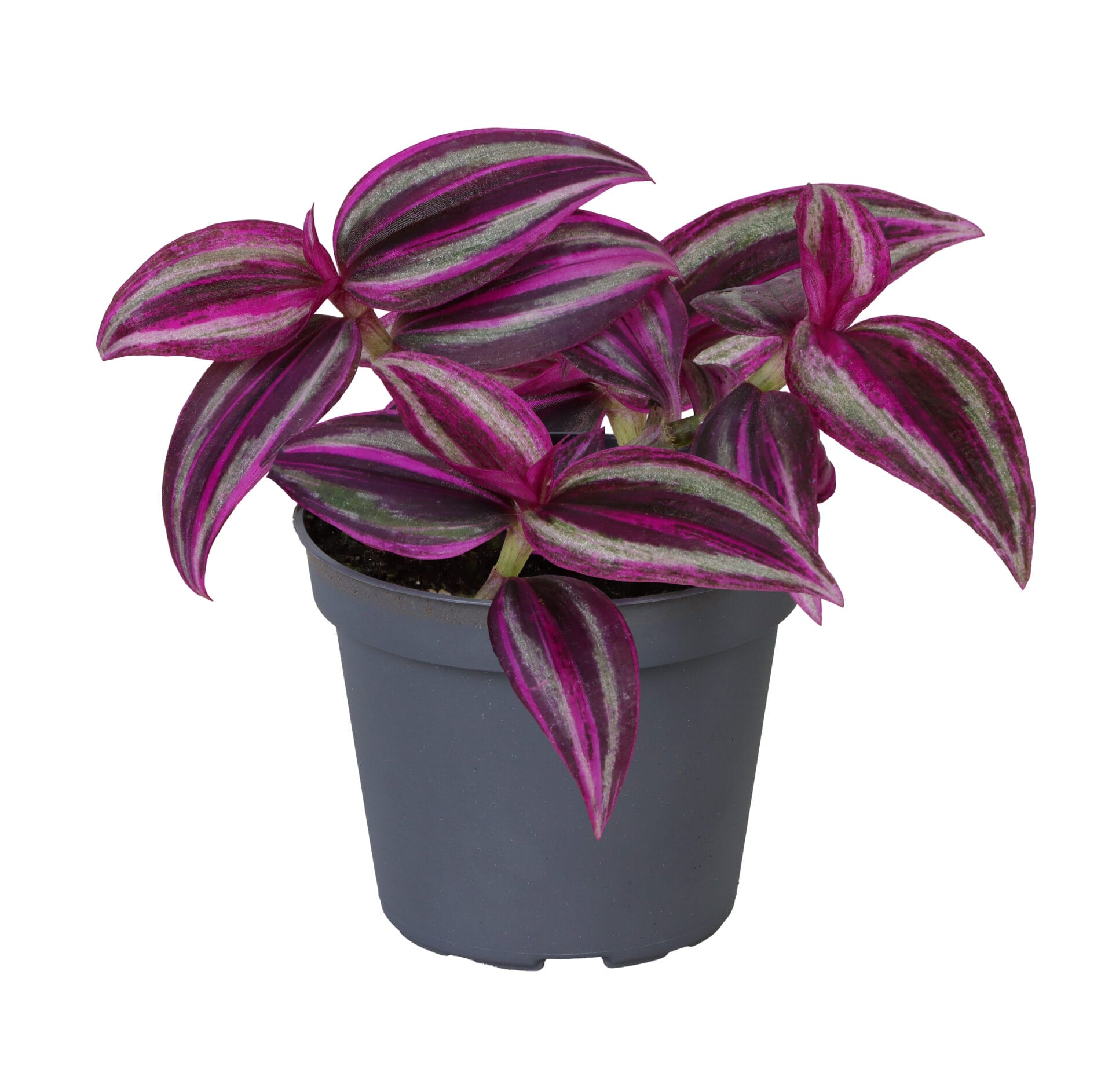 Tradescantia Pink Paradise