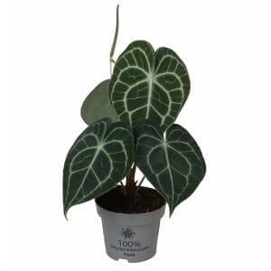 Anthurium Clarinervium