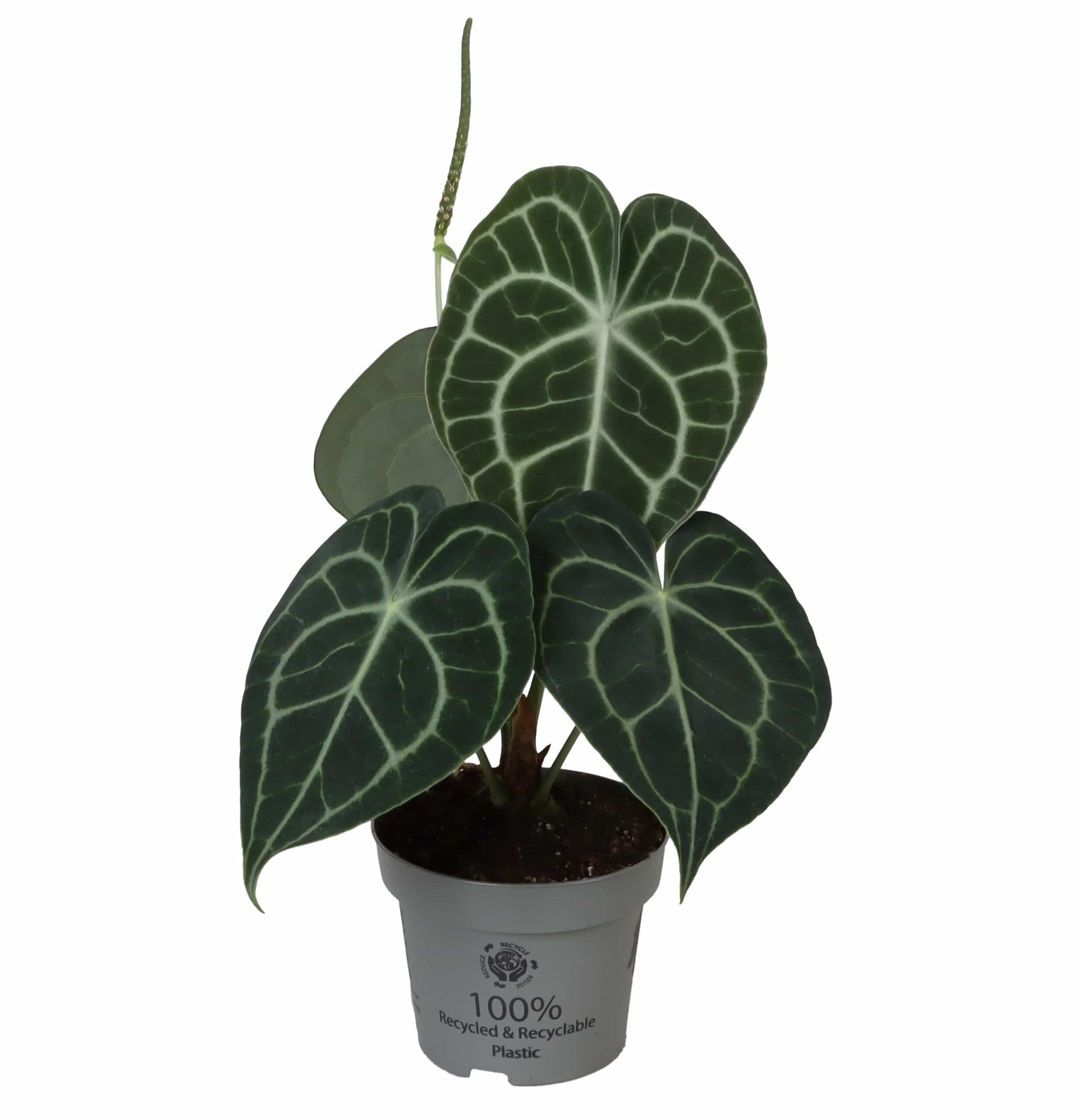 Anthurium Clarinervium
