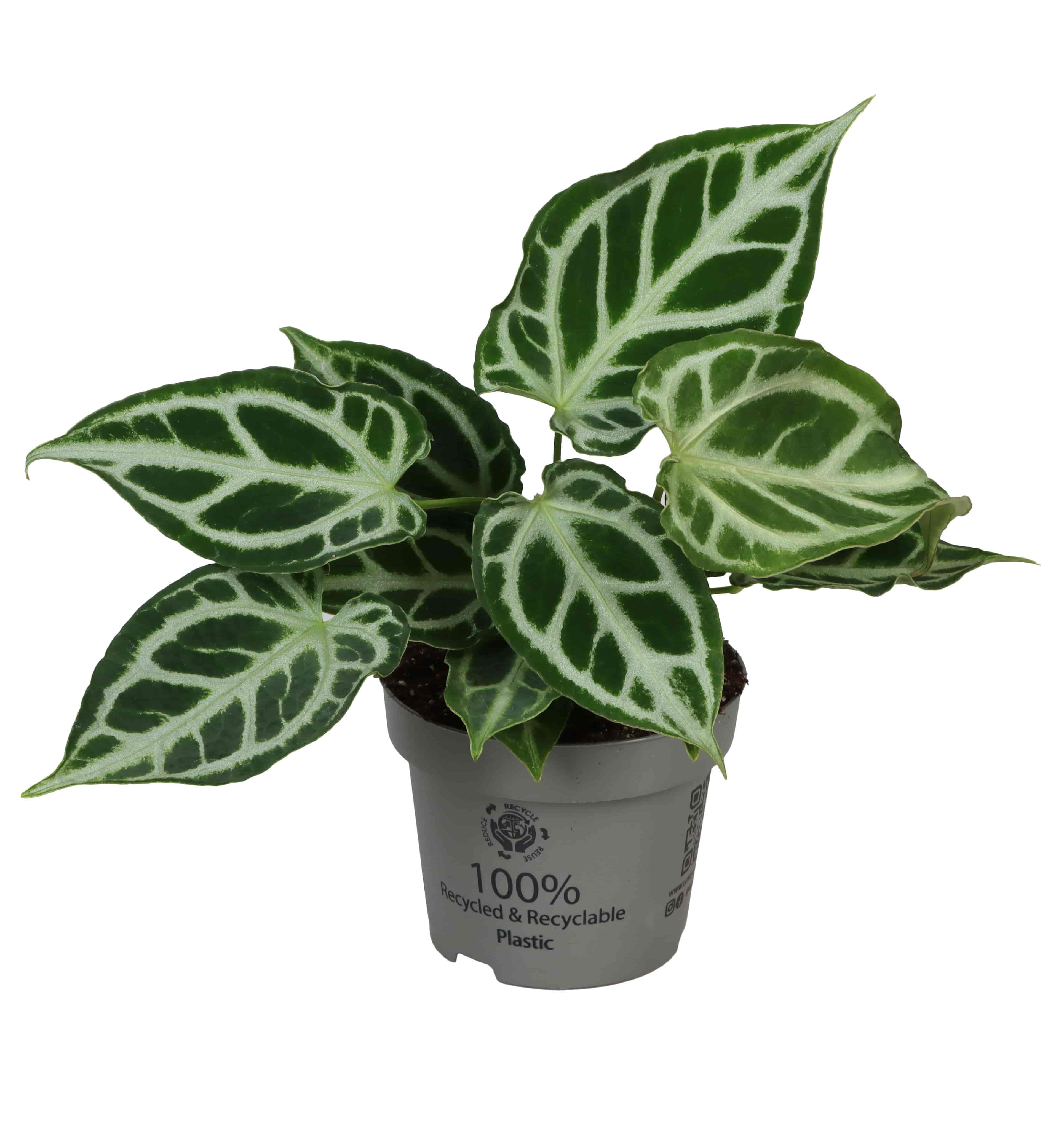 Anthurium Crystal Hope - Lundagerplants