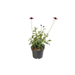 Chocolate Cosmos