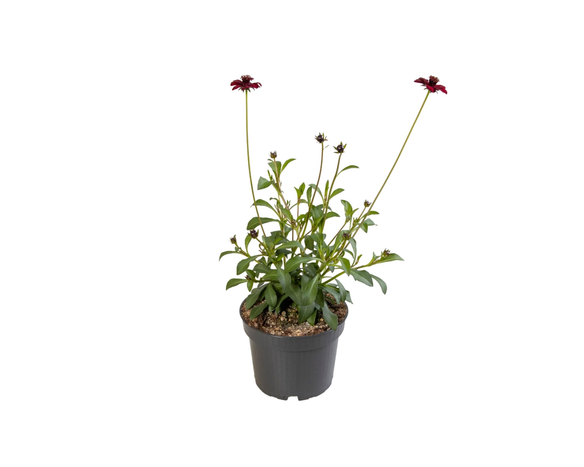 Chocolate Cosmos
