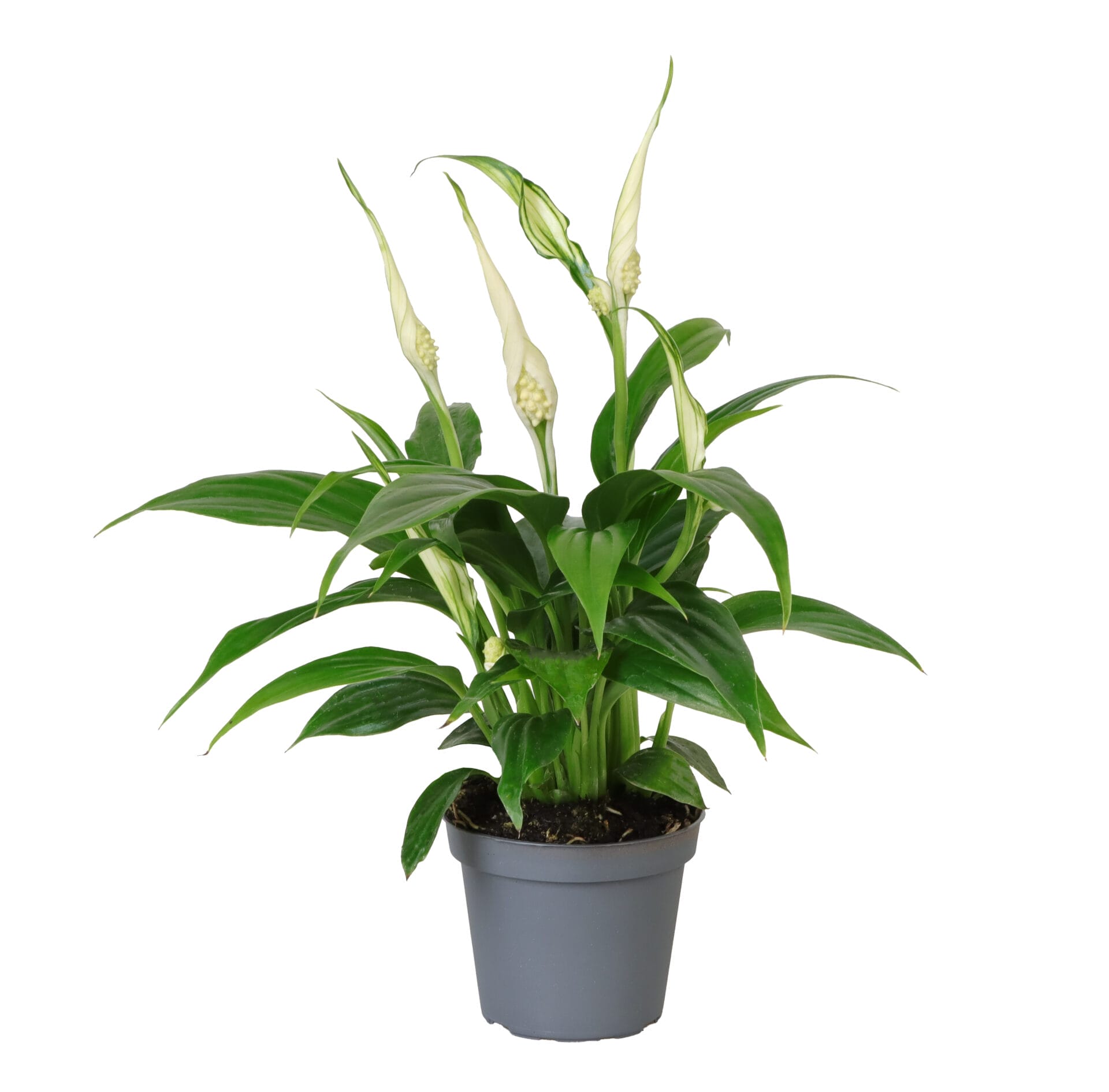 Spathiphyllum Tanni