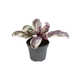Hemigraphis Snow White