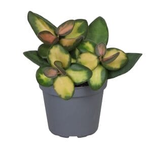 Hoya Burtoniae Variegated