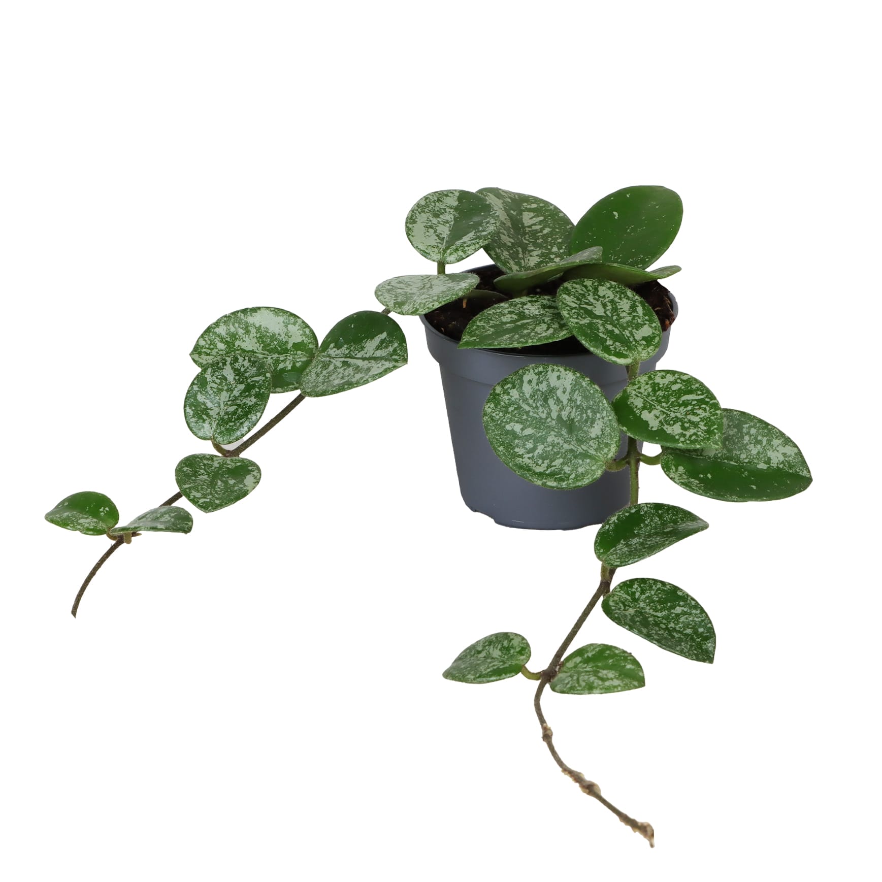 Hoya Mathilde Splash