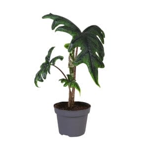 Alocasia Jacklyn