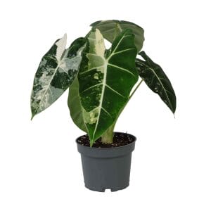 Alocasia Frydek Variegata