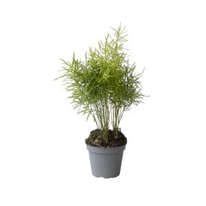 Asparagus Sprengerii
