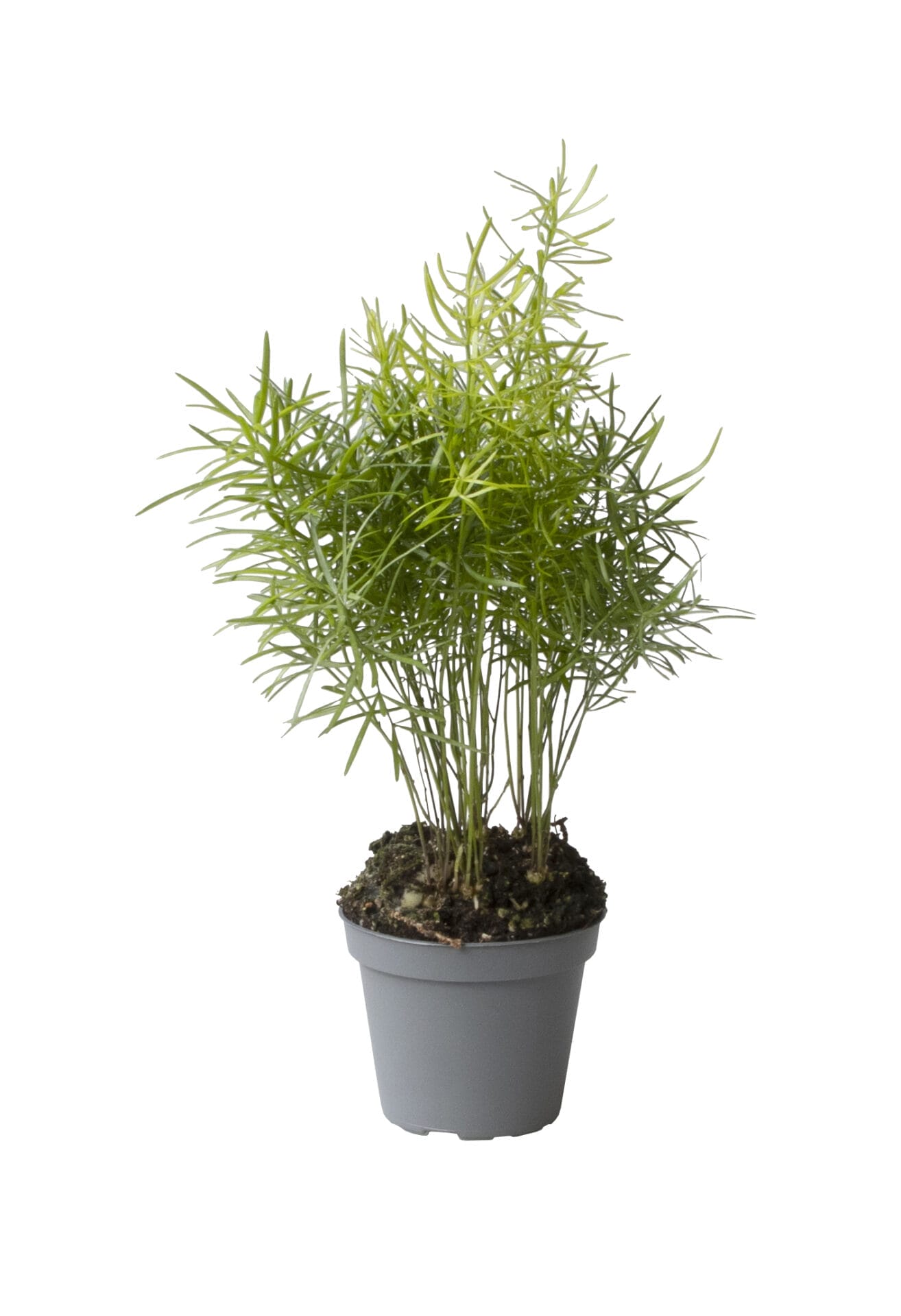 Asparagus Sprengerii