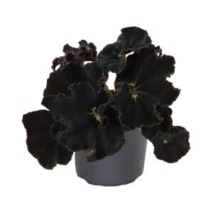 Begonia Rex Dark Mambo