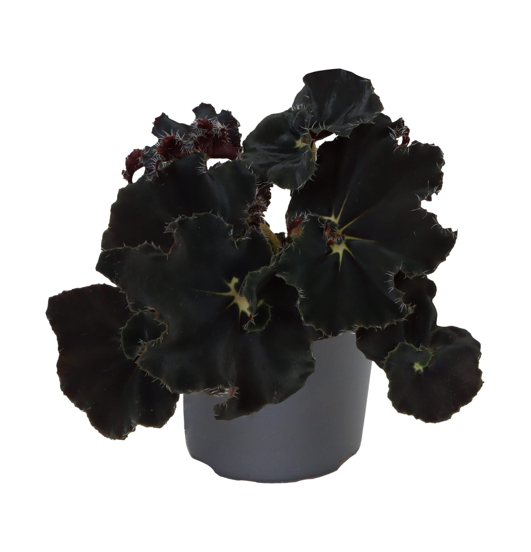 Begonia Rex Dark Mambo