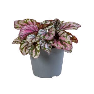 Begonia Rex Hugh McLauchlan