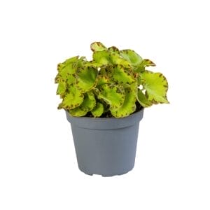Begonia Rex Red Jive