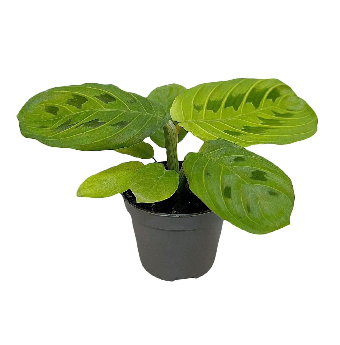 Calathea (Goeppertia) Lemon Lime